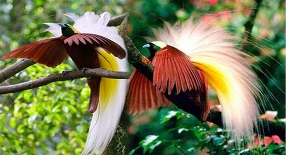 May The Bird Of Paradise Fly Up Your Nose